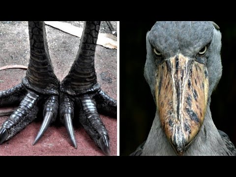 Vídeo: Os terópodes têm bicos?