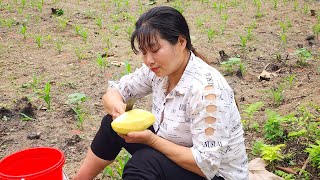 Build a farm alone, buy fertilizer for corn and take care of pets. Living alone in the forest by Pham Tâm 1,996 views 1 month ago 41 minutes