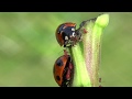 #17 てんとう虫はアブラムシが大好物♪ | Ladybug | божья коровка