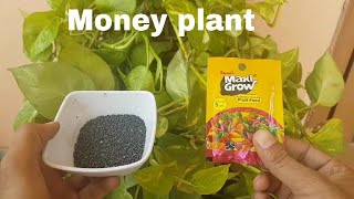 Grow Big leaf on Money Plant, Best Fertilizer for money plant, Grow money plant from cutting