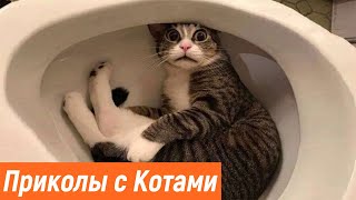 ПРИКОЛЫ С ЖИВОТНЫМИ / Смешные Животные Собаки Кошки Смешные Коты /Приколы с котами Забавные Животные