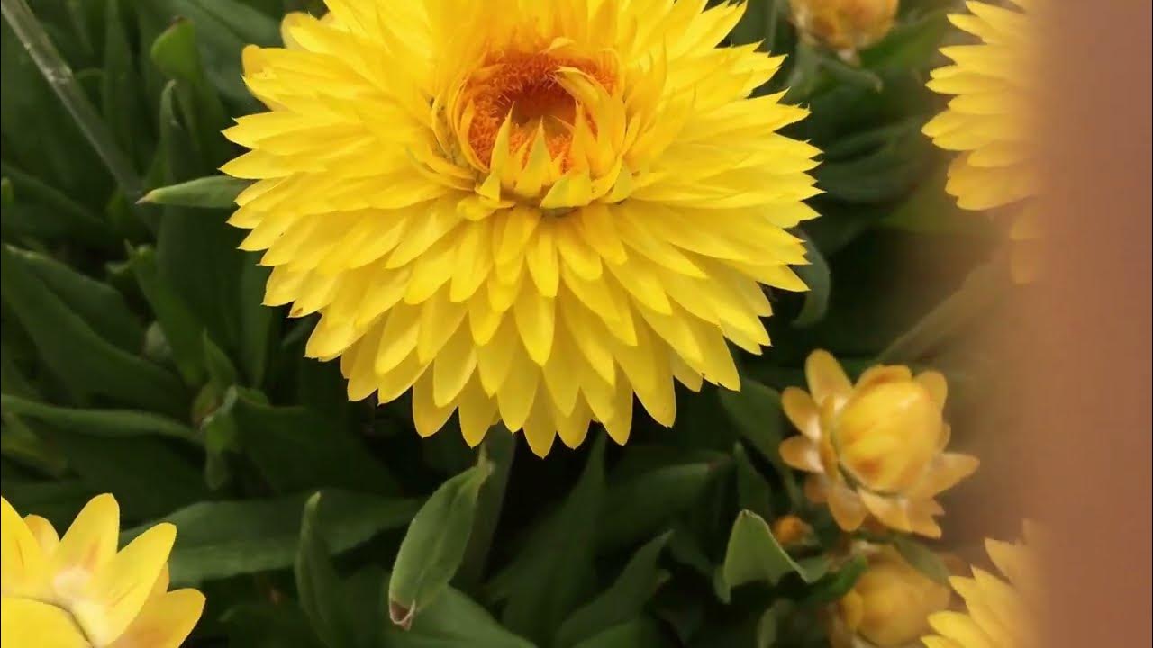 Granvia Gold Strawflowers - ideal plant for your garden, landscape and