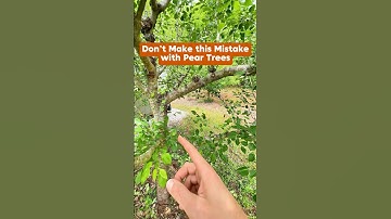 Don’t make this mistake with pear trees #shorts #fruittree #peartree #gardening #growyourownfood