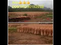 Enough raw material to produce wooden broom handle