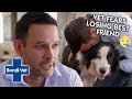 Gerardo Fears Losing SECOND DOG in Just 2 Months 😥 | Bondi Vet