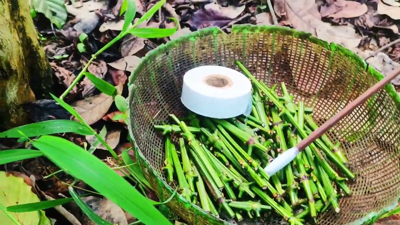 Cách Ghép Chồi Cà Phê hiệu quả cho người mới bắt đầu