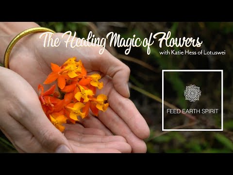 How do Flower Essences Work? Discover their healing powers with Katie Hess of LOTUSWEI