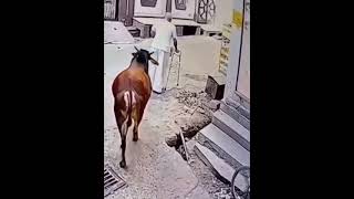 Dangerous cow kills old man with a Strike 😭 #shorts