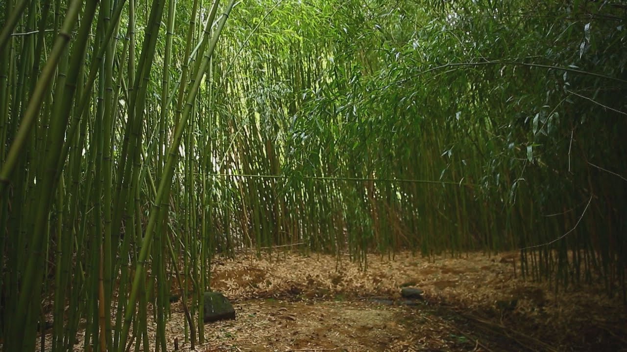 M5 TV – Fák, Virágok – A bambusz tavasszal – 2024/11. adás – 2024.03.17.