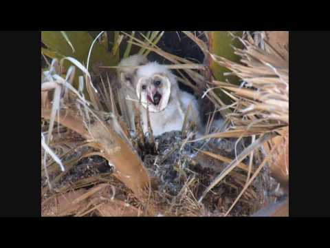 baby owl ejects pellet