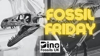 Fossil Friday Ep 4: Dromaeosaurus albertensis Teeth (and how to identify them)