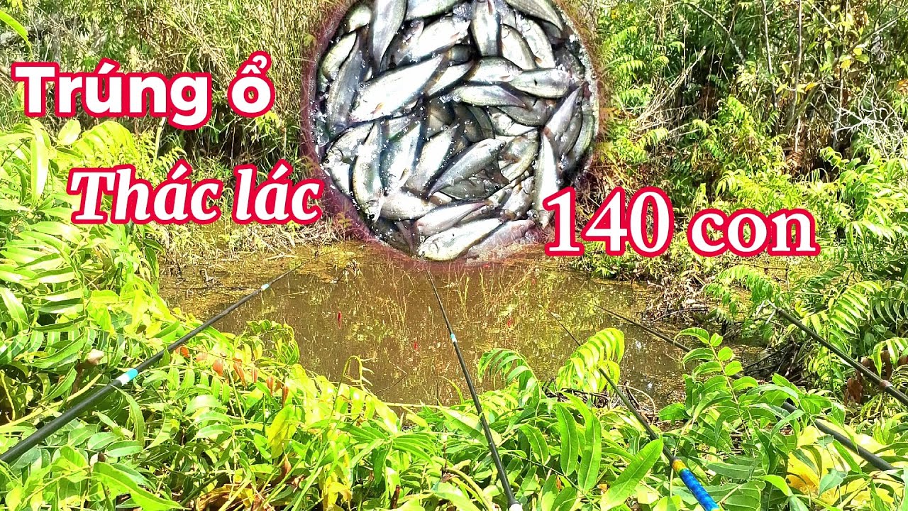 Câu cá thác lác trúng ngay ổ giật liên tục || câu cá rừng U Minh (tập 144) @huukhuynhkiengiang