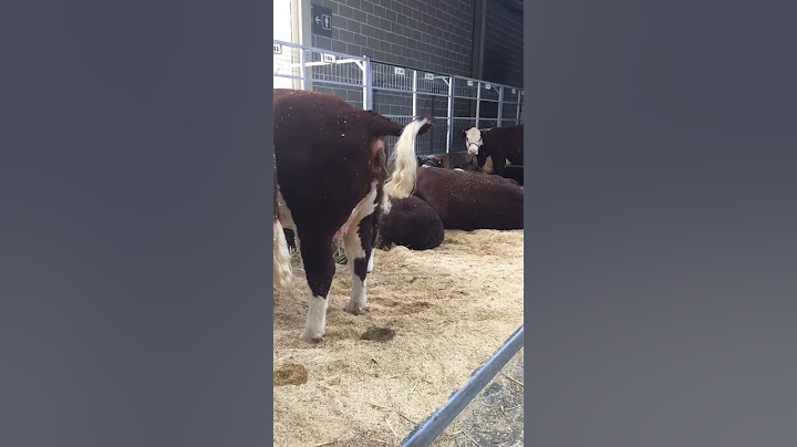 Cow poo #subscribe #shorts #cow #weird #disgusting #funny #poop #viralshorts #viralvideo #viral