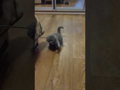 Котенок Скоттиш Хайленд Фолд (Scottish Highland Fold)