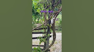 #cat #climbing #tree #viral #animals #video #ootd #today