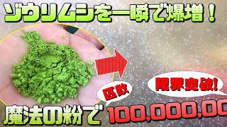 初心者でも失敗しないゾウリムシの増やし方！ある物を使って一瞬で爆増させる裏技的方法【メダカの稚魚の餌に最適】