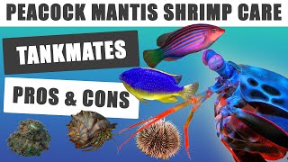 Peacock Mantis Shrimp Care: Tank Mate Tips