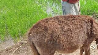 Hot Mix Days...1.9M. Live Stream