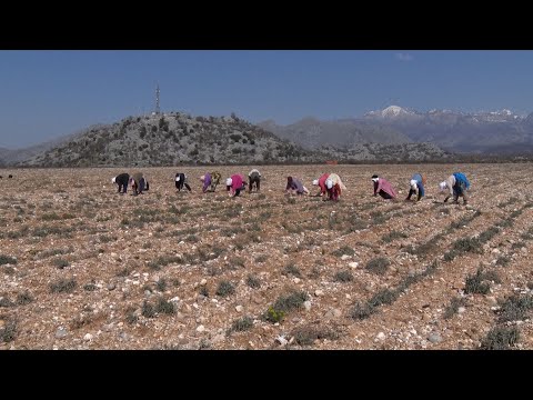 Fermerët në Malësi rrezikojnë falimentin për shkak të rritjes së naftës