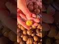 Fresh Roasted Macadamia Nuts Crack Open So Easily | Crunchy & Delicious Snack 🥜