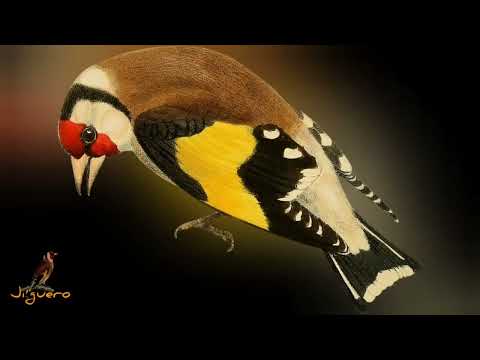 Chardonneret élégant Goldfinch Jilguero Carduelis طائر الحسون Copia Malaga 2023