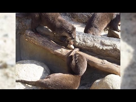 「ボクの石、落としちゃダメ〜！」拾って元に戻すコツメカワウソ【愛知県 豊橋のんほいパーク】