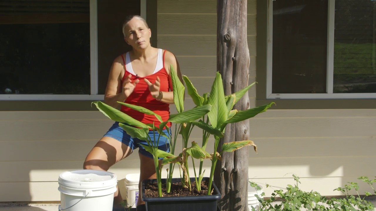 Marjory Wildcraft: Container Gardening - Turmeric: Homesteading Basics
