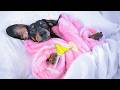 Life is better with pyjama! Cute & funny dachshund dog video!
