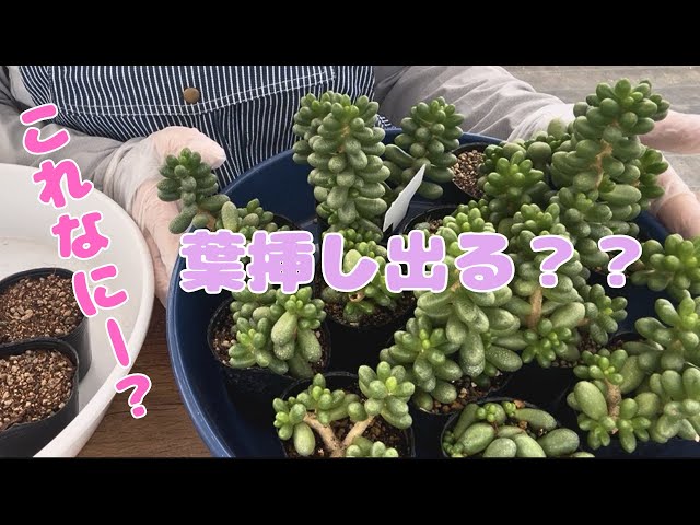 多肉植物】ぷっくり可愛い緑亀の卵2026年6月16日 - YouTube