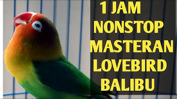 Masteran Lovebird balibu/paud 1 jam nonstop