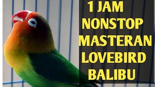 Masteran Lovebird balibu/paud 1 jam nonstop