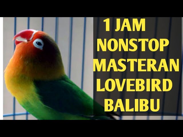 Masteran Lovebird balibu/paud 1 jam nonstop class=