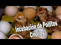INCUBACIÓN Y CRIA DE POLLITOS CRIOLLOS