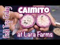 Field Trip Friday- Lara Farms Caimito (Star Apple)