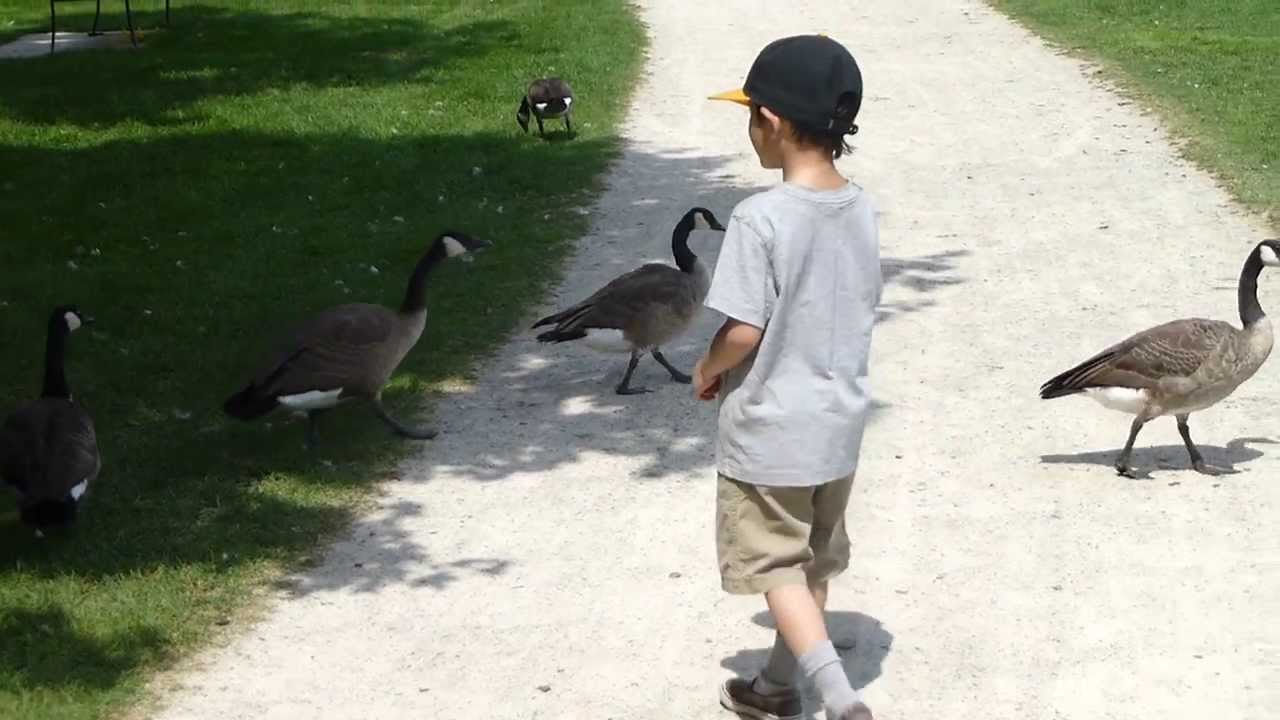 Walking with the geese