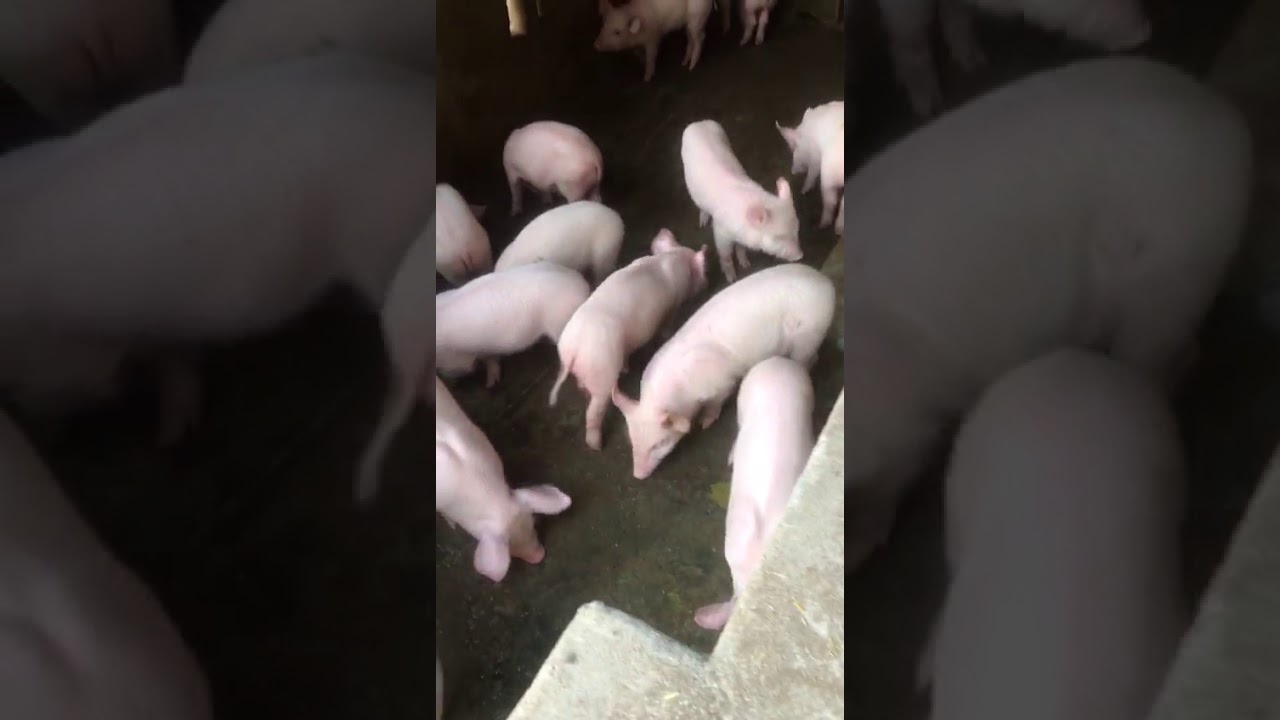 How to sell pig YouTube