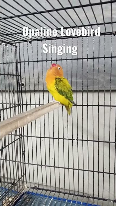 Female Lovebird Singing | Lovebirds Mating Call #lovebirds #birdlovers #parakeet #viral