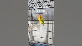 Female Lovebird Singing | Lovebirds Mating Call #lovebirds #birdlovers #parakeet #viral