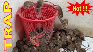 Falling into a trap | Best homemade mousetrap | The worlds best mousetrap at home