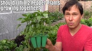 Should I thin 2 Pepper Plants Growing Together? & More Garden Q&A