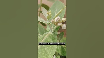 Thumbnail of Calotropis can cure snake bite ? #calotropis #calopsita #seeds #snakebite #antidotes #snakes
