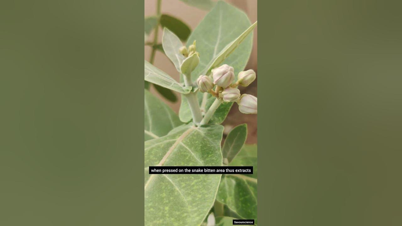 Calotropis can cure snake bite ? #calotropis #calopsita #seeds #snakebite #antidotes #snakes