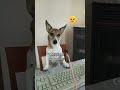 Loperatore fastweb jackrussell fumagalli comedy