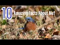 10 Amazing Facts About The Eastern Bluebird