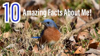 10 Amazing Facts About The Eastern Bluebird
