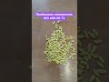 #дача #насіння