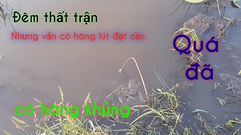 Cắm câu cá lóc đầu mùa lũ ll tập 4 ll fishing in Việt Nam