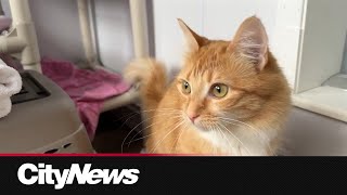 Wave of cats arrives in GTA