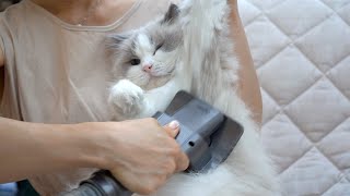 How to Brush Cats With a Vacuum Cleaner