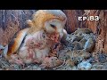 Barn Owl Nest ❸ ep.83／Lechuzas en el nido DIRECTO (Cámara 38 | Ávila)